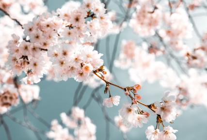 Floral image of cherry blossom 